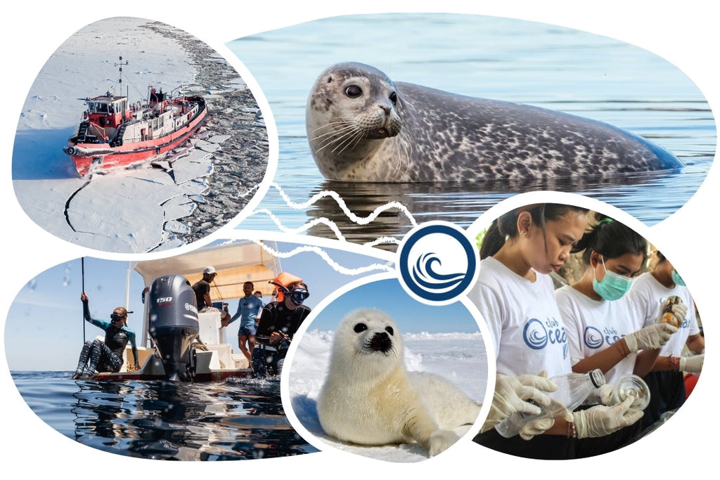 Seal Adoption Cap